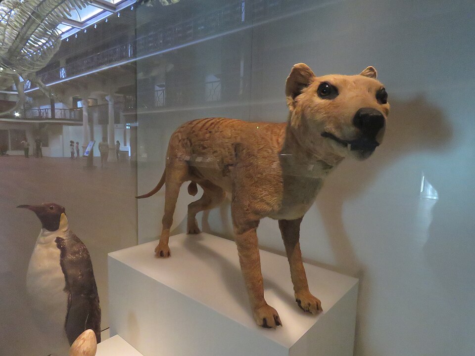 资料图:西澳博物馆展出的袋狼标本(2021年摄,非本次拍卖标本)