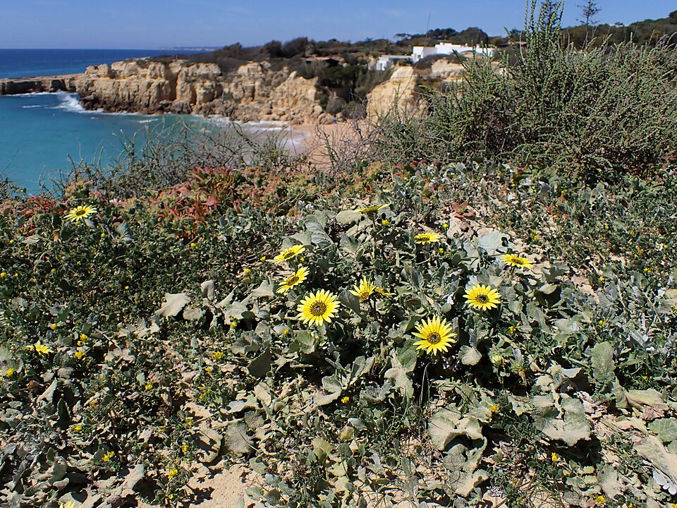 资料图:春季常见杂草南非菊capeweed(学名Arctotheca calendula,2023年摄于葡萄牙)