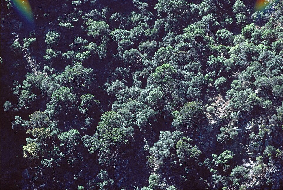 资料图:新州New England高原Oxley Wild Rivers国家公园的峡谷地貌(2010年摄,非项目所在地)