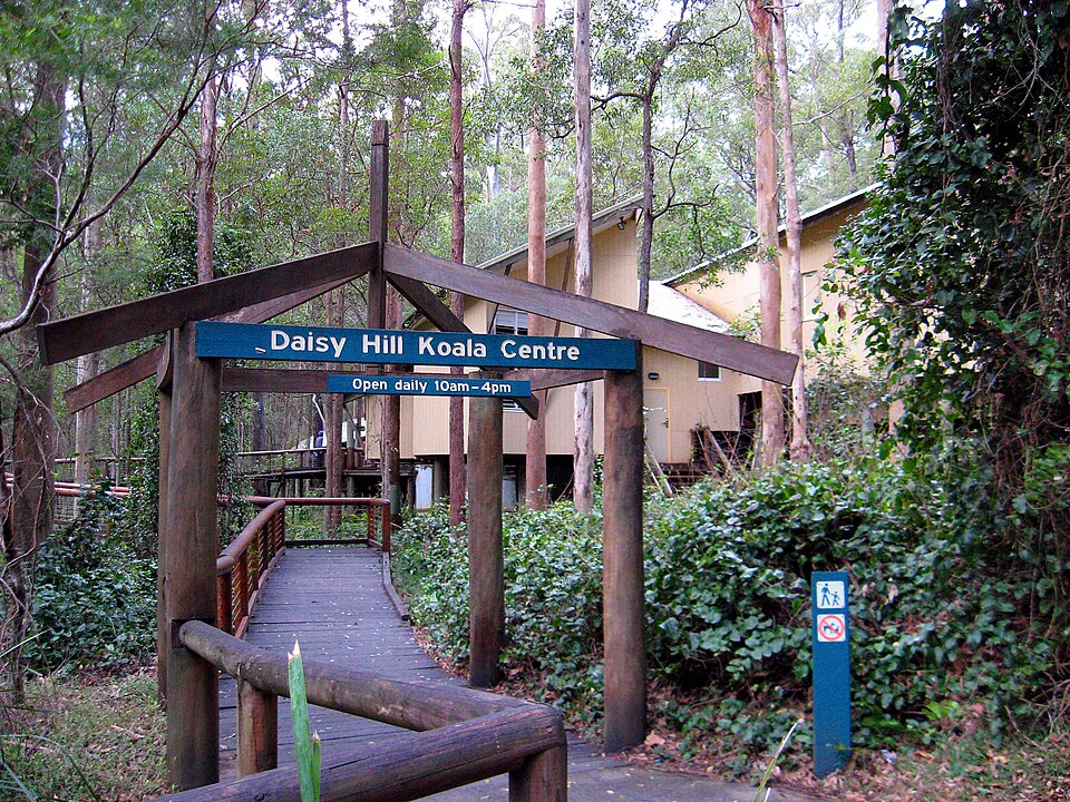 黛西山考拉中心(Daisy Hill Koala Centre)