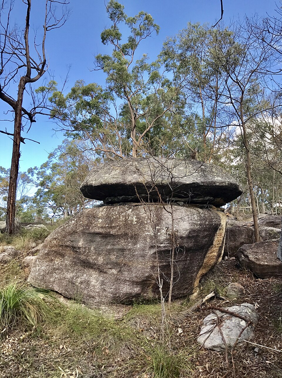 卡拉瓦萨森林探索中心(Karawatha Forest Discovery Centre)
