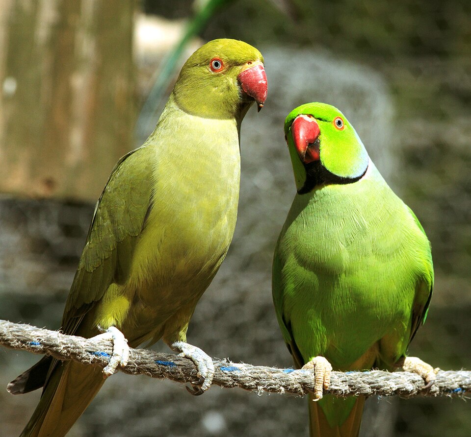 堪培拉步入式鸟园(Canberra Walk-in Aviary)
